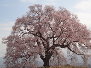 わに塚の桜